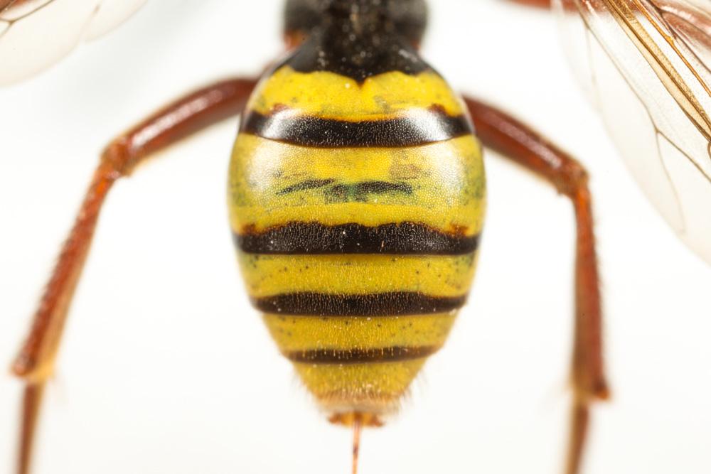 Nomada mutica Morawitz, 1872