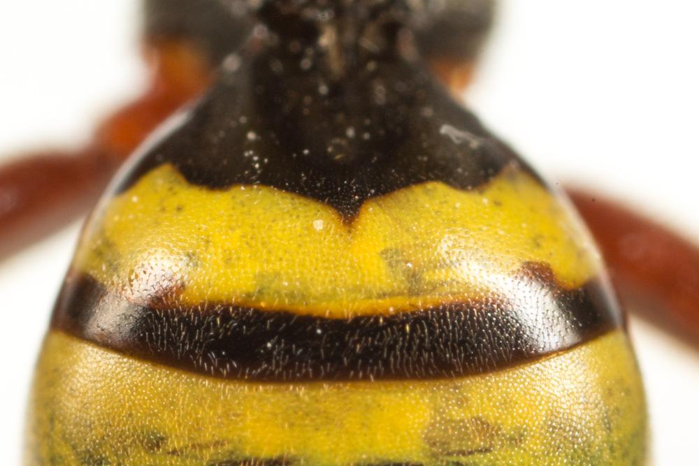 Nomada mutica Morawitz, 1872