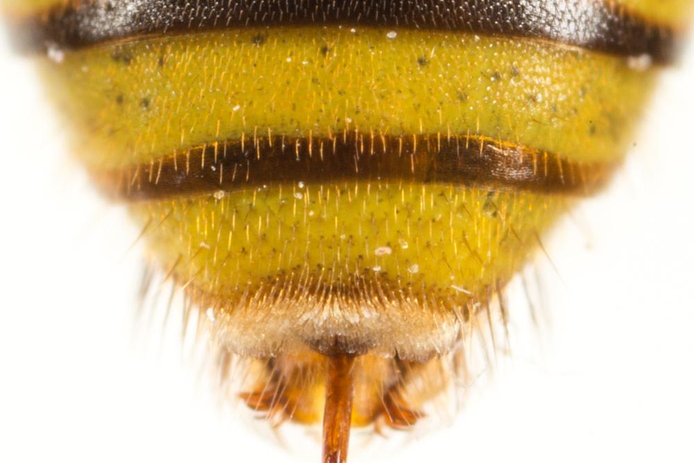 Nomada mutica Morawitz, 1872