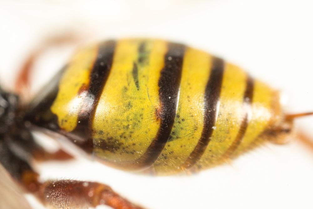 Nomada mutica Morawitz, 1872