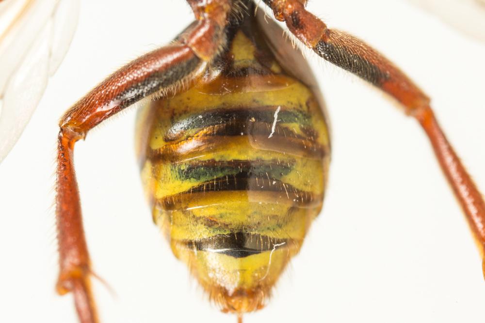 Nomada mutica Morawitz, 1872