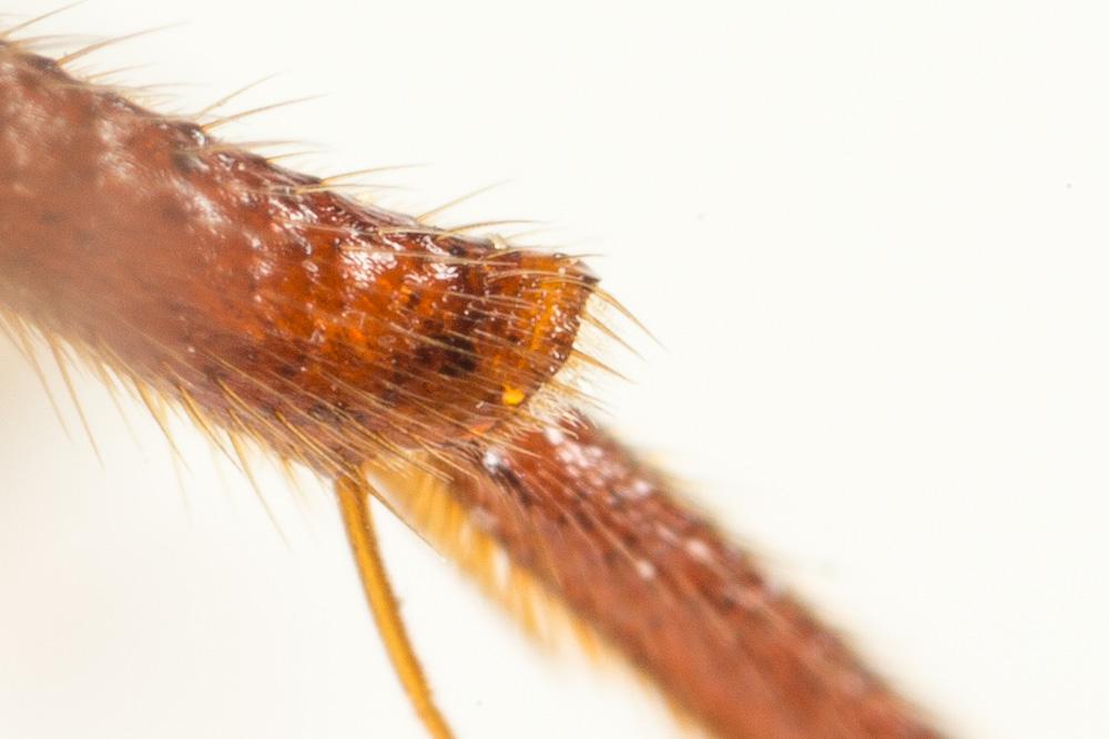 Nomada mutica Morawitz, 1872