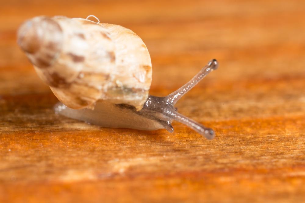 Cornet méditerranéen Cochlicella barbara (Linnaeus, 1758)