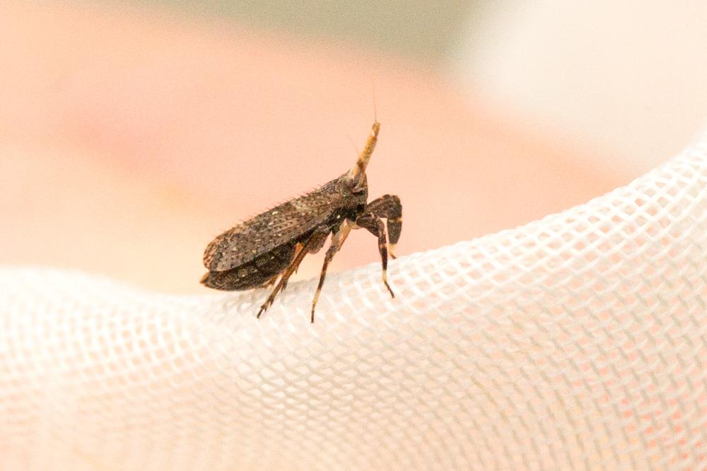 Delphacide à corne Asiraca clavicornis (Fabricius, 1794)