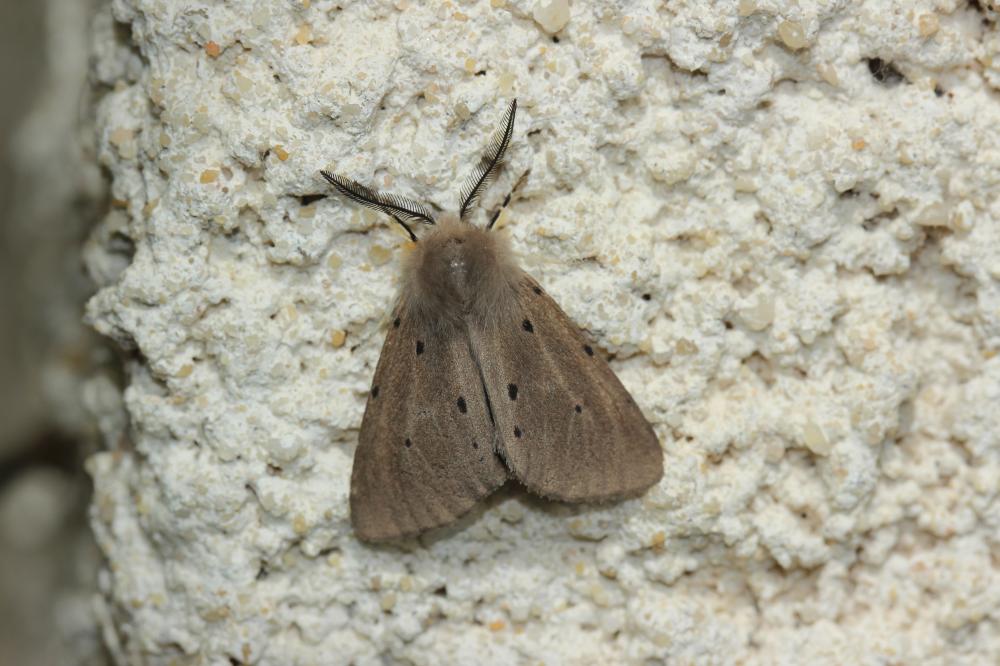 Ecaille mendiante (L') Diaphora mendica (Clerck, 1759)