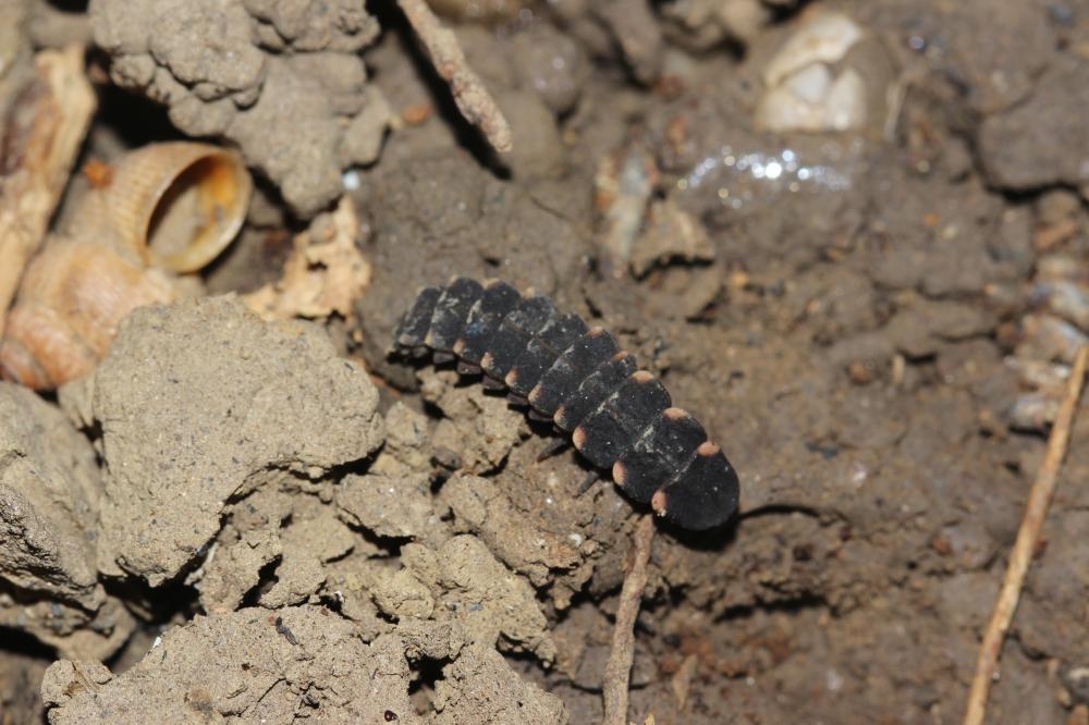 Ver luisant, Lampyre Lampyris noctiluca (Linnaeus, 1758)