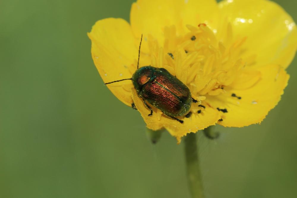 Cryptocephalus Geoffroy, 1762