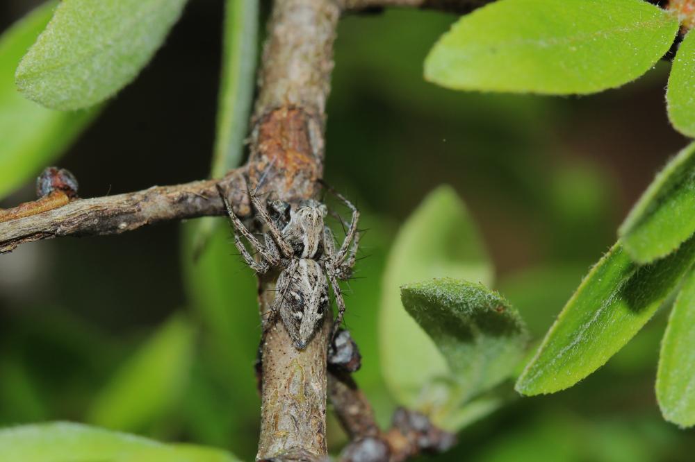 Le Araignée-lynx Oxyopes heterophthalmus (Latreille, 1804)