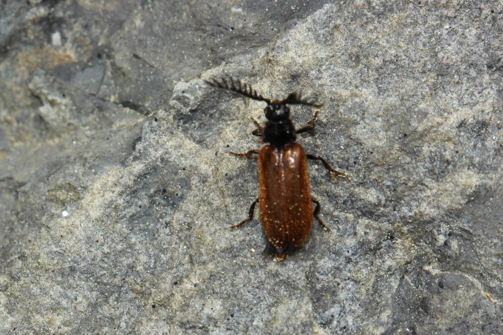 Panache jaune Drilus flavescens (Geoffroy in Fourcroy, 1785)