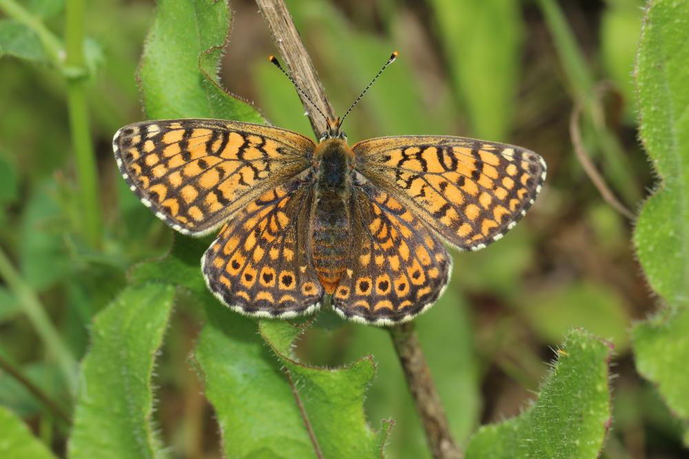 La Mélitée du Plantain (La), Déesse à ceinturons (La) Melitaea cinxia (Linnaeus, 1758)