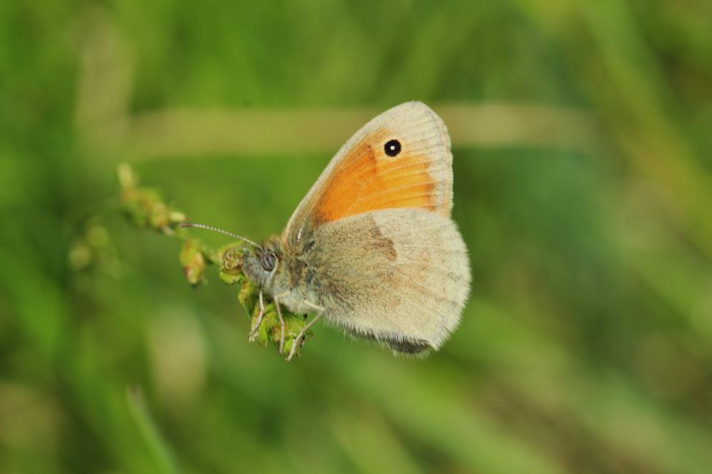 Le Fadet commun (Le), Procris (Le), Petit Papillon de Coenonympha pamphilus (Linnaeus, 1758)