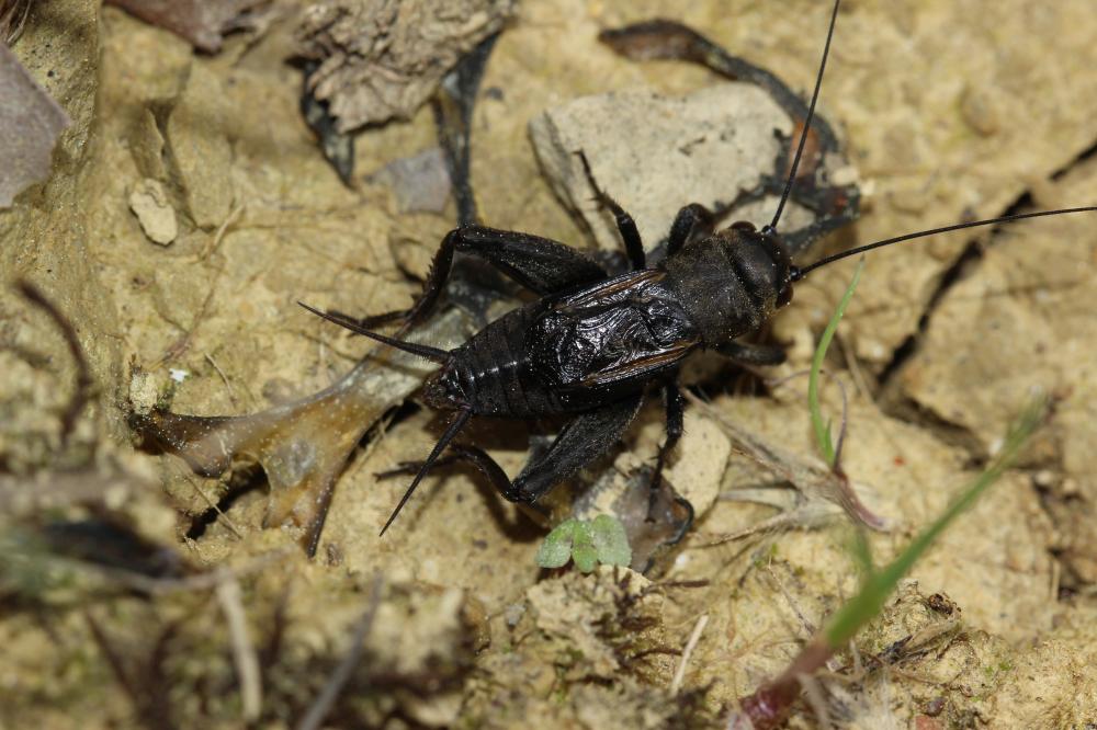 Grillon noirâtre, Grillon pubescent Melanogryllus desertus (Pallas, 1771)