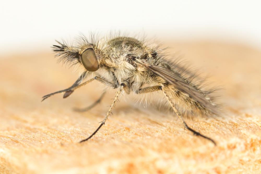 Le  Conophorus virescens (Fabricius, 1789)