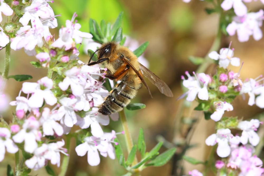 Andrena nigroaenea (Kirby, 1802)