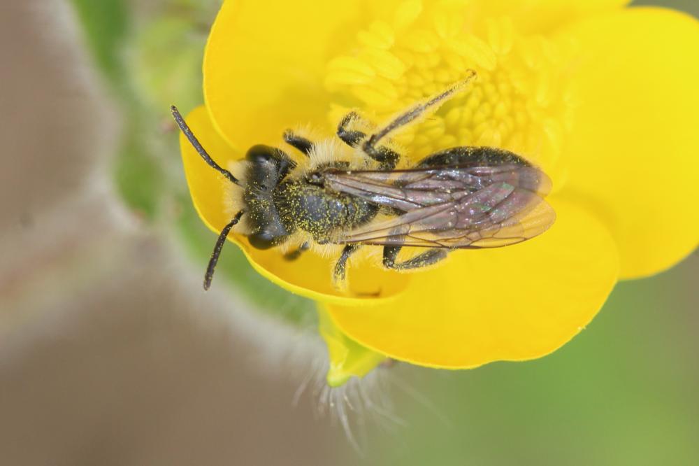 Andrena ranunculi Schmiedeknecht, 1883