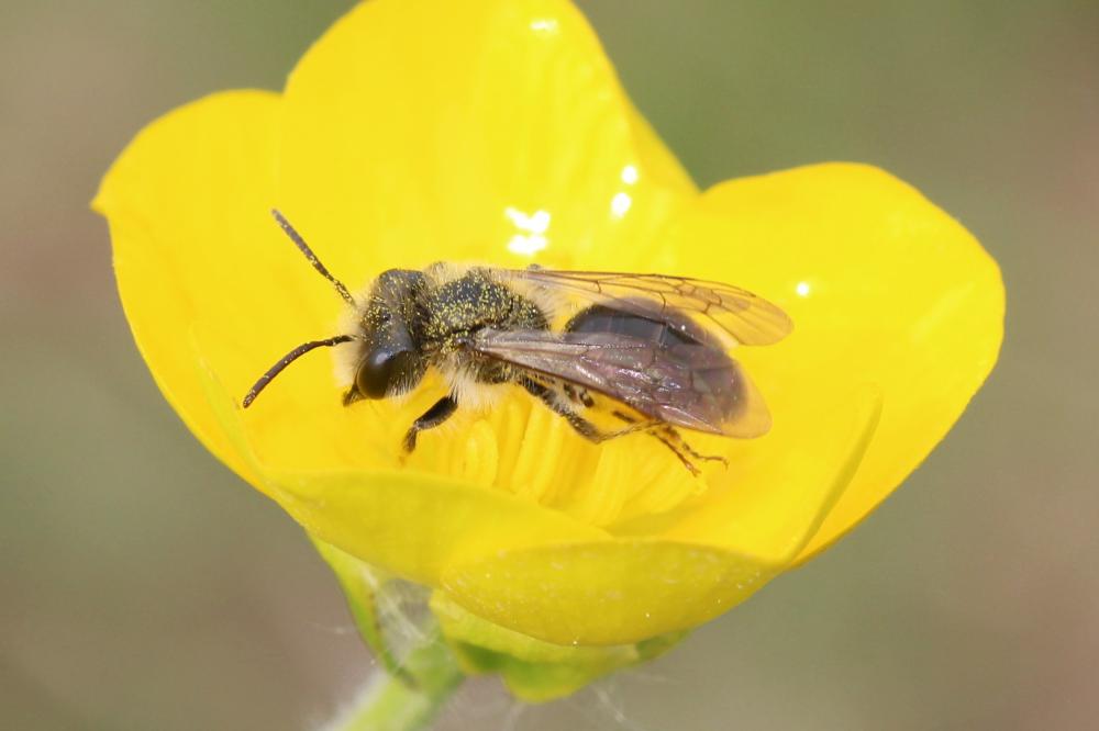 Andrena ranunculi Schmiedeknecht, 1883