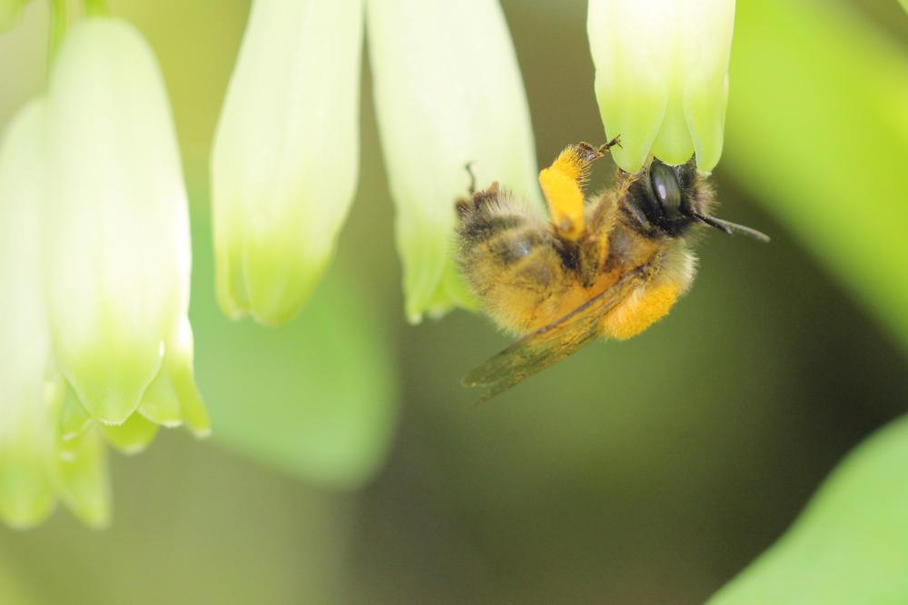 Anthophore commune, Anthophore plumeuse, Anthophor Anthophora plumipes (Pallas, 1772)