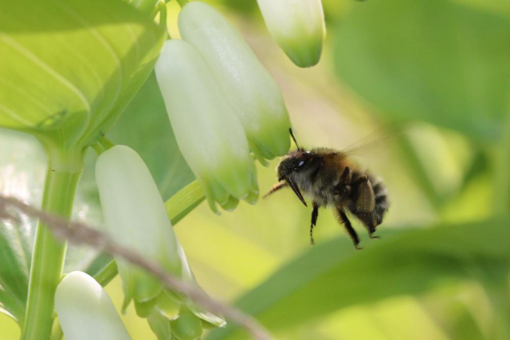 Anthophore commune, Anthophore plumeuse, Anthophor Anthophora plumipes (Pallas, 1772)