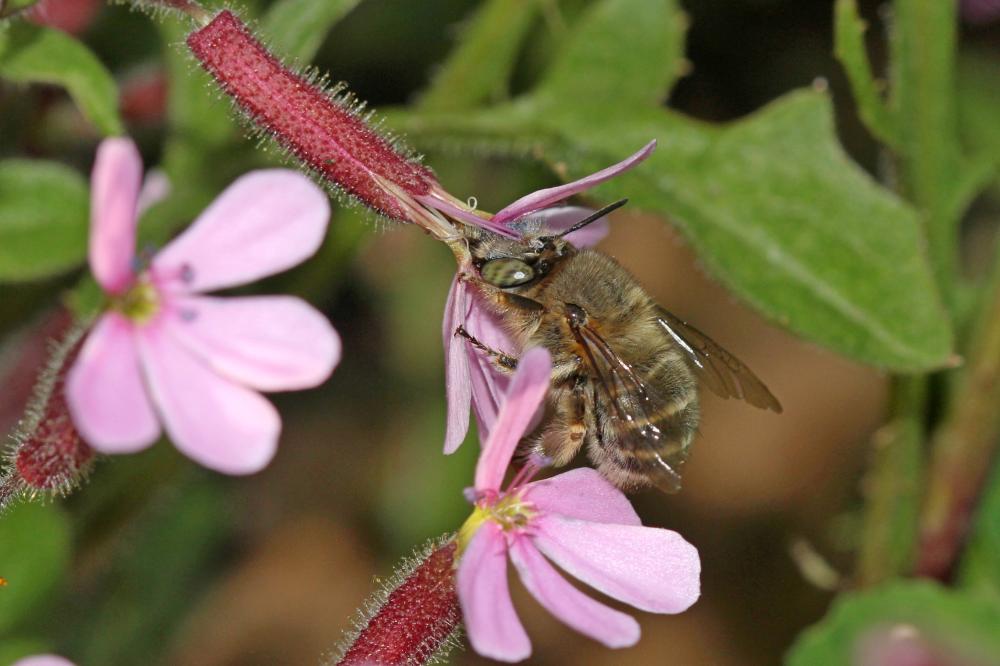 Anthophore de la sauge Anthophora salviae (Panzer, 1804)