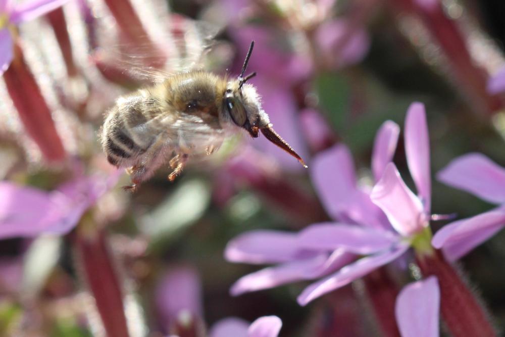 Anthophore de la sauge Anthophora salviae (Panzer, 1804)