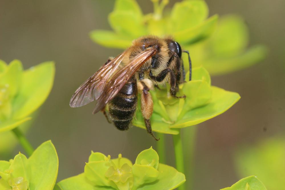 Andrena ferox Smith, 1847