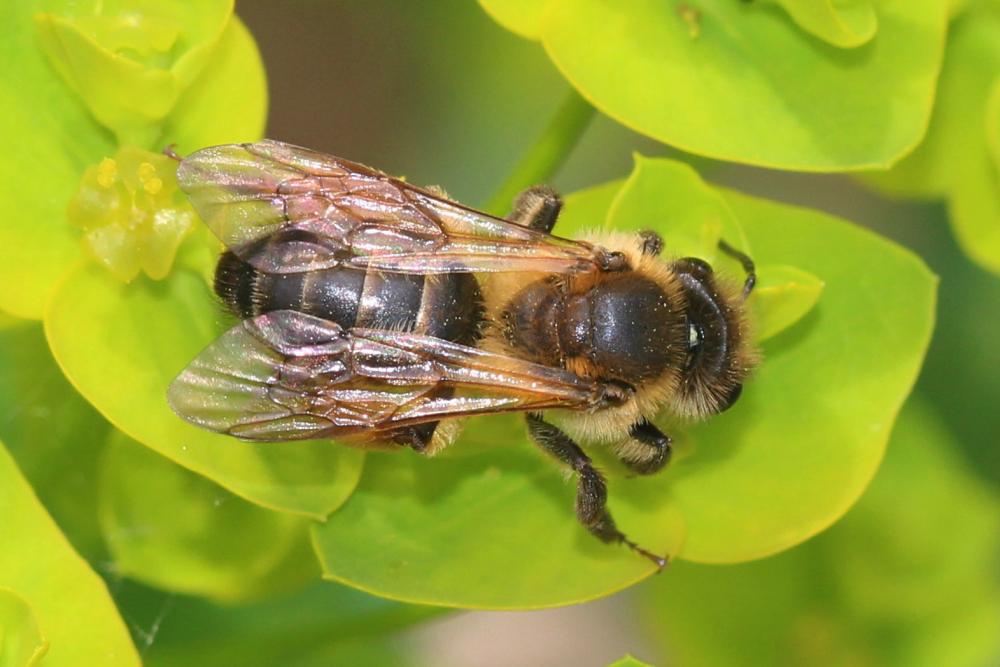 Andrena ferox Smith, 1847
