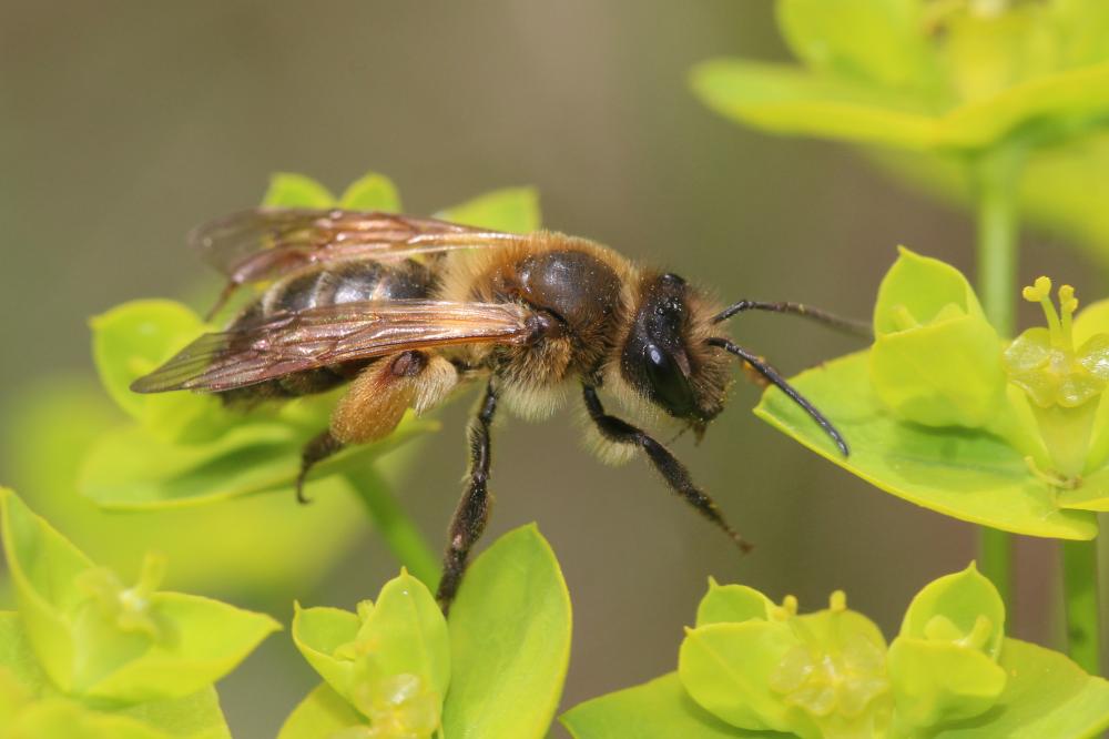Andrena ferox Smith, 1847