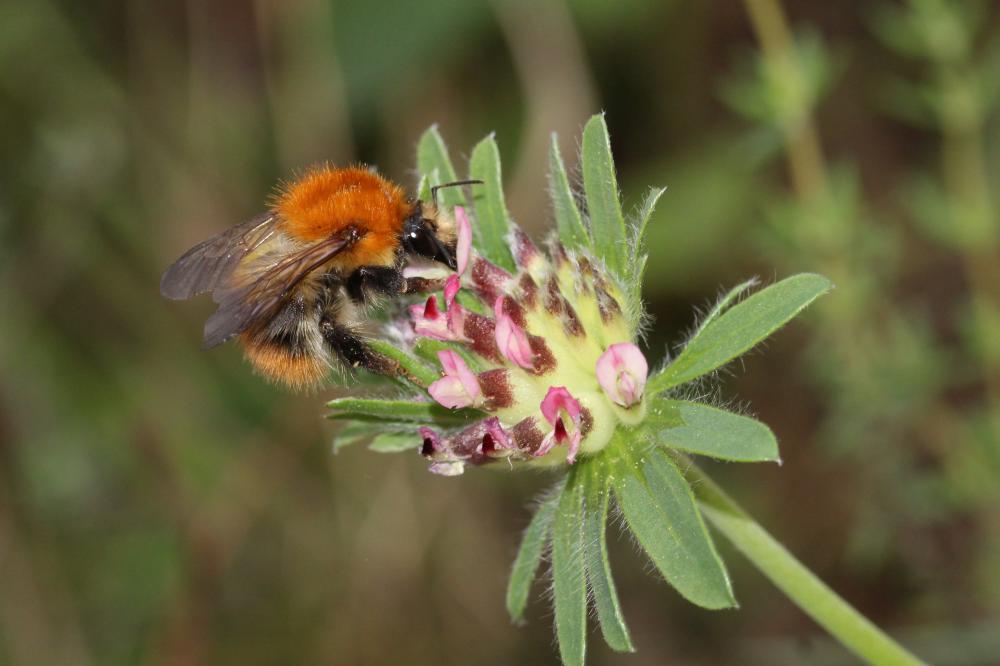 Bourdon des champs Bombus pascuorum (Scopoli, 1763)