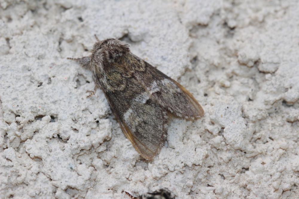 Triple Tache (La) Drymonia dodonaea (Denis & Schiffermüller, 1775)