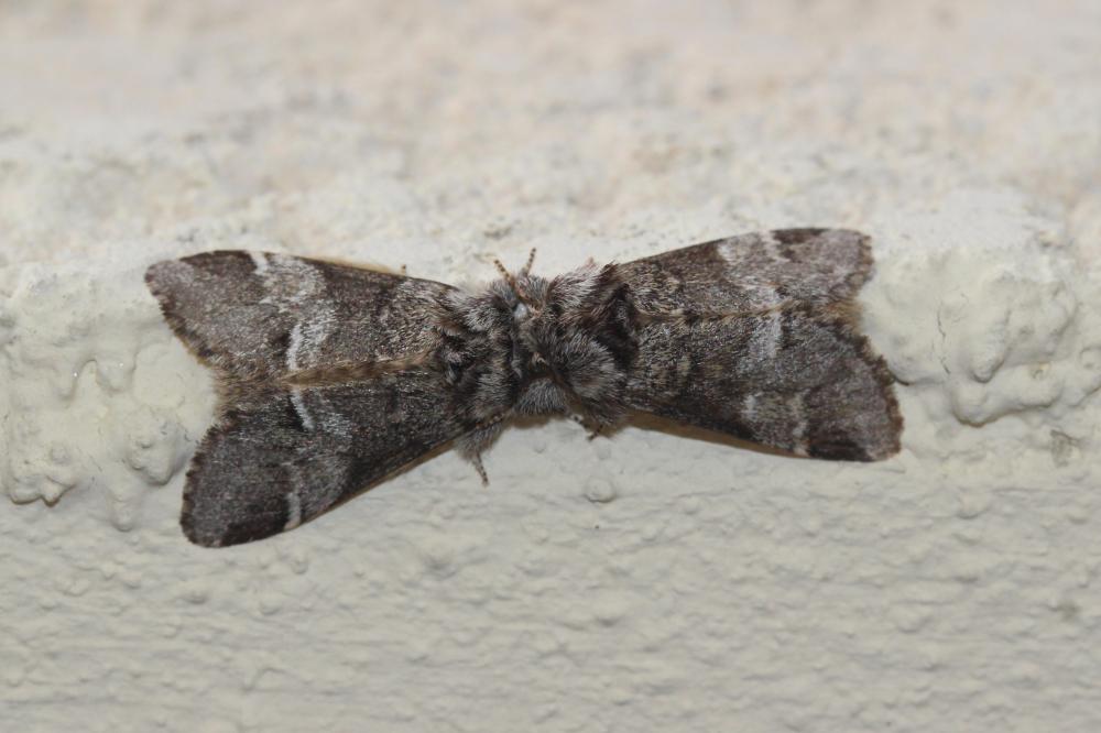Triple Tache (La) Drymonia dodonaea (Denis & Schiffermüller, 1775)