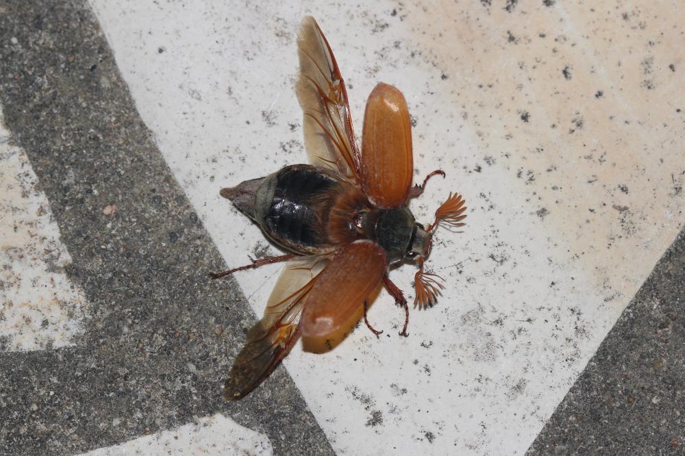 Hanneton commun (le) Melolontha melolontha (Linnaeus, 1758)