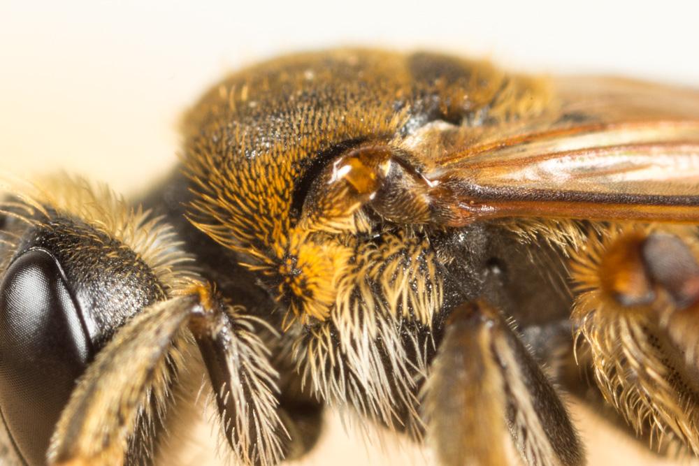 Le  Andrena hystrix Schmiedeknecht, 1883