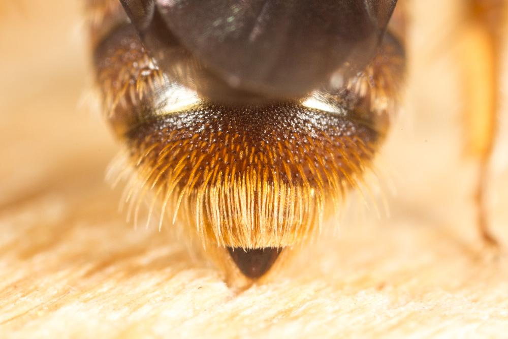 Le  Andrena hystrix Schmiedeknecht, 1883