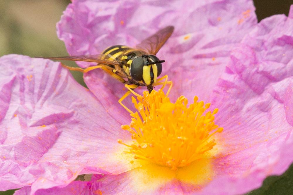 Chrysotoxum cautum (Harris, 1776)