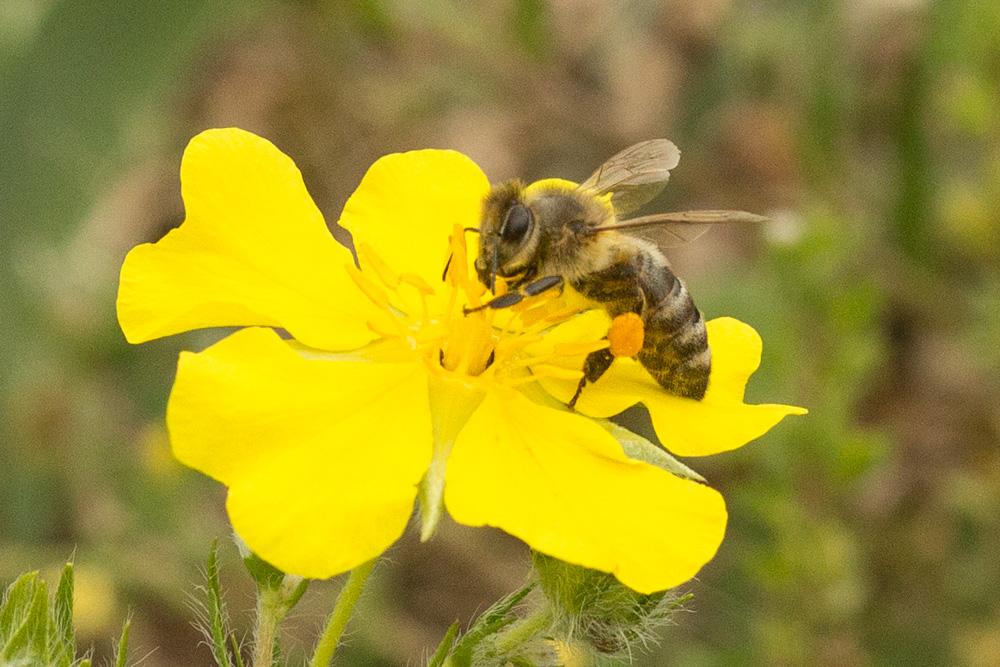 Abeille domestique, Abeille européenne, Abeille me Apis mellifera Linnaeus, 1758