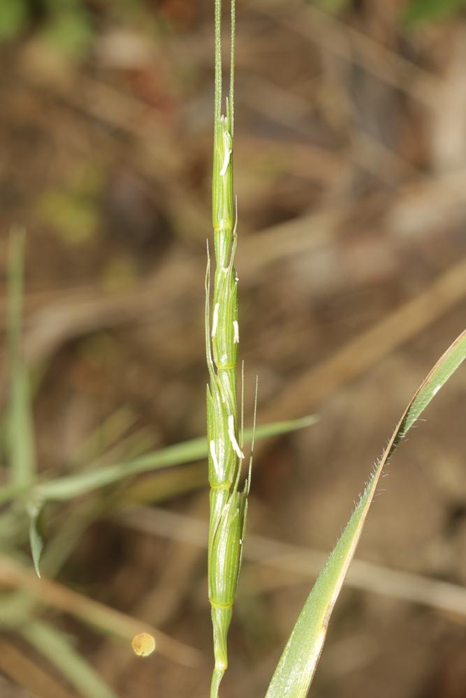 Le Égilope cylindrique Aegilops cylindrica Host, 1802