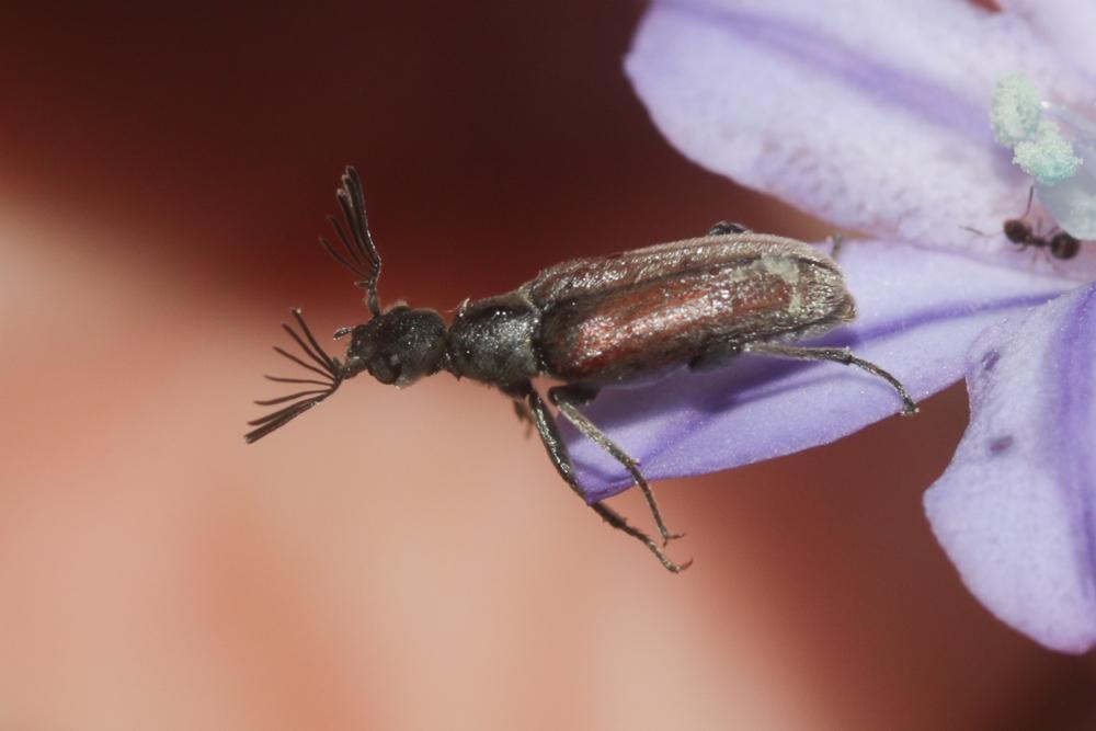 Ripiphore de Dufour Ptilophorus dufourii (Latreille, 1817)