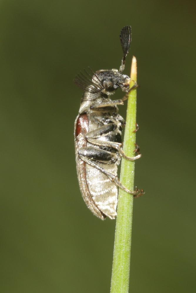 Ripiphore de Dufour Ptilophorus dufourii (Latreille, 1817)