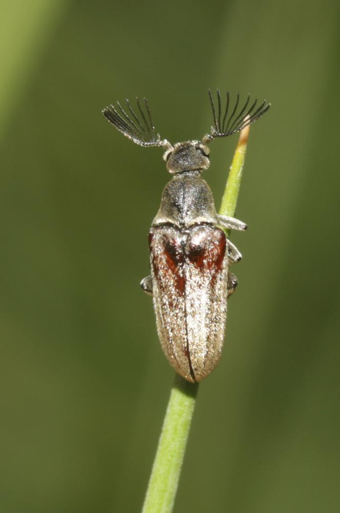 Ripiphore de Dufour Ptilophorus dufourii (Latreille, 1817)