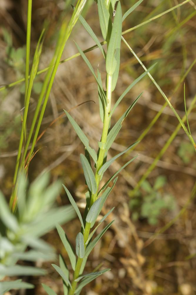 Le Lin raide, Lin droit Linum strictum L., 1753