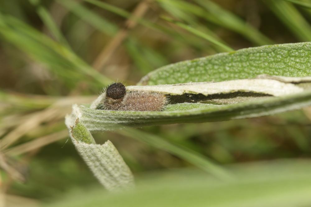 Hespérie de l'Herbe-au-vent (L') Sloperia proto (Ochsenheimer, 1808)