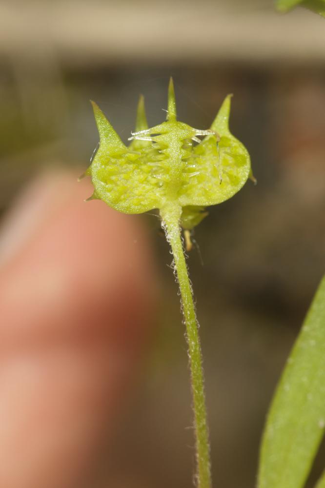 Renoncule des champs, Chausse-trappe des blés Ranunculus arvensis L., 1753