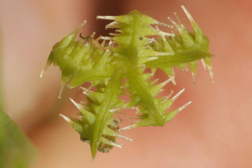 Renoncule des champs, Chausse-trappe des blés Ranunculus arvensis L., 1753