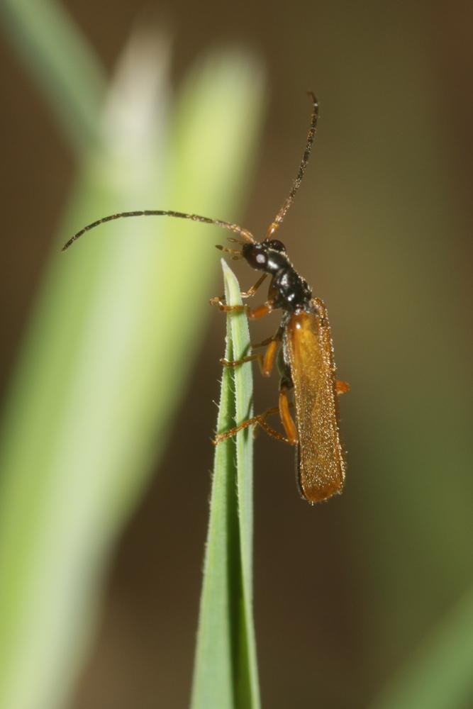 Rhagonycha lignosa (O.F. Müller, 1764)
