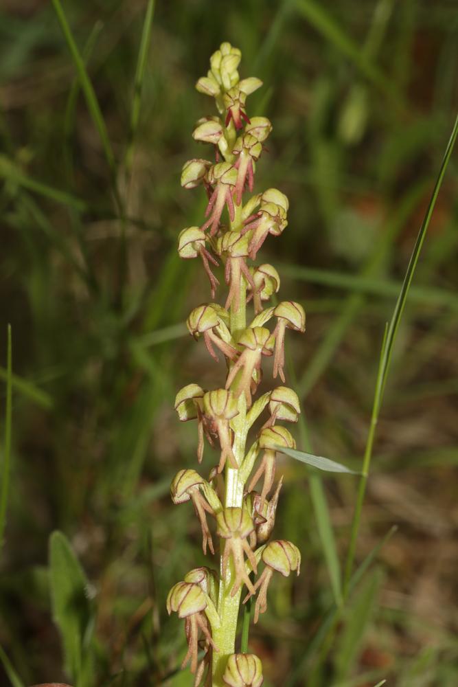 Orchis homme pendu, Acéras homme pendu, Porte-Homm Orchis anthropophora (L.) All., 1785