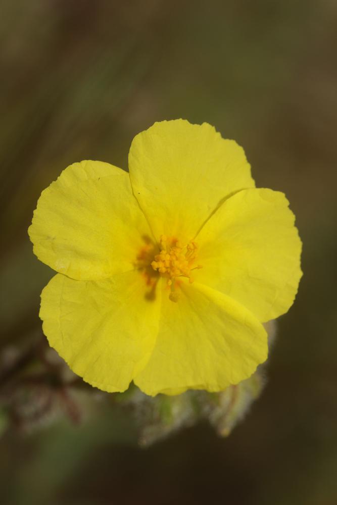 Hélianthème hérissé Helianthemum hirtum (L.) Mill., 1768