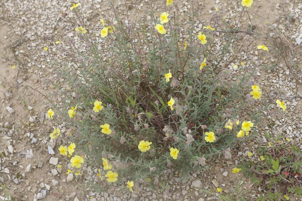 Hélianthème hérissé Helianthemum hirtum (L.) Mill., 1768