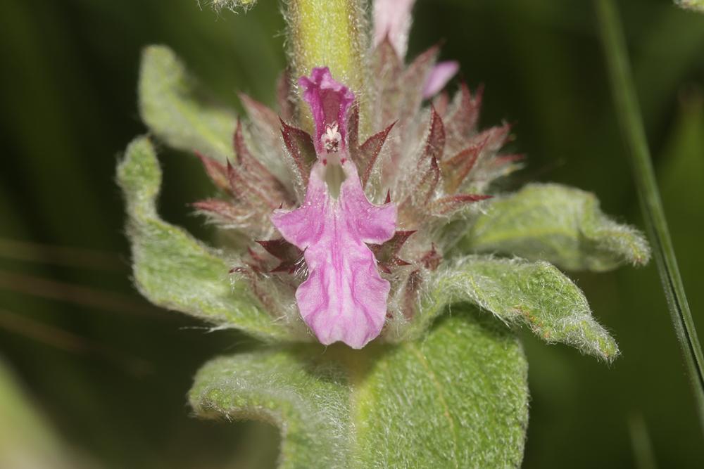 Épiaire à feuilles de Sauge Stachys germanica subsp. salviifolia (Ten.) Gams, 1927