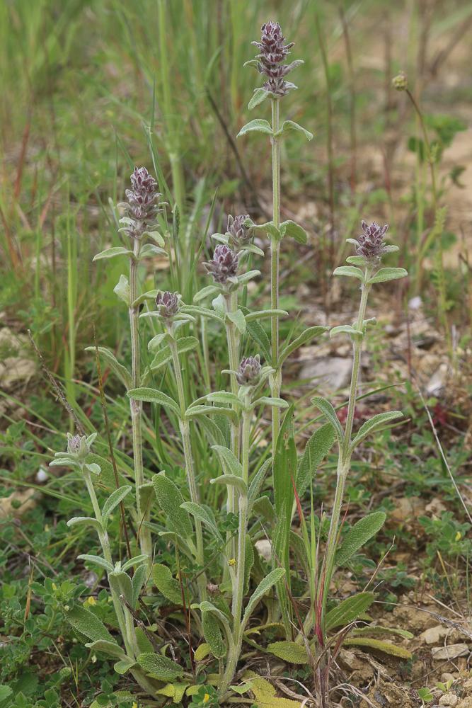 Épiaire à feuilles de Sauge Stachys germanica subsp. salviifolia (Ten.) Gams, 1927