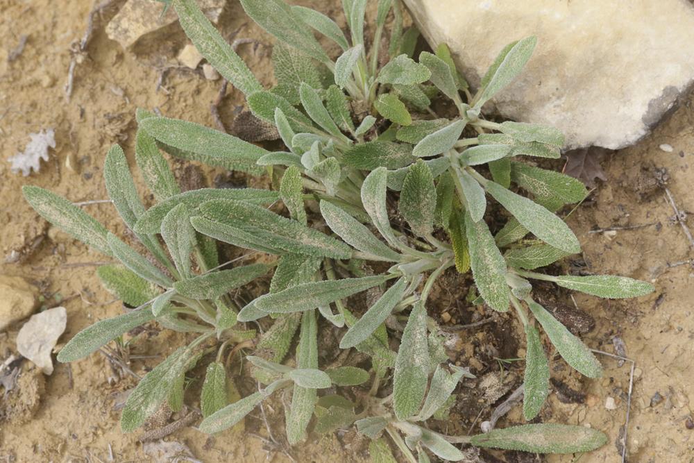 Épiaire à feuilles de Sauge Stachys germanica subsp. salviifolia (Ten.) Gams, 1927